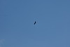 DSC00796.JPG