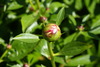 DSC02889.JPG