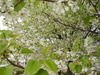 imgp0366.jpg