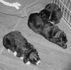 more_puppies.pgm