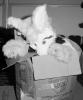 in_a_box.pgm