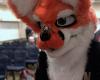 tarantula_fox.ppm