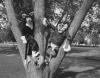 tree.pgm