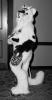 grn_leopard.pgm