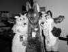 sam_unknown_flare.pgm